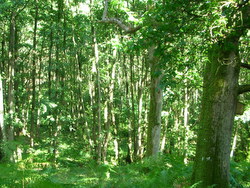 Sep 2013: 3C looking into Ballshill Gully